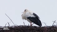 Ein Storch steht in seinem Nest, den Schnabel hat er in seinem Gefieder versteckt. © Screenshot 