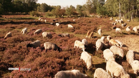 Mehrere Schafe weiden in einer Heidelandschaft. © Screenshot 