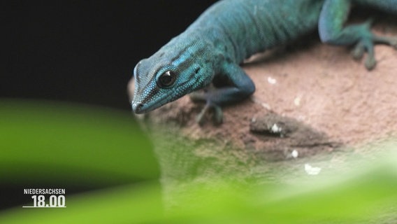 Ein himmelblauer Gecko. © Screenshot 