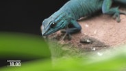 Ein himmelblauer Gecko. © Screenshot 