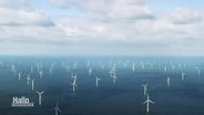 Ein Windpark mit vielen Windrädern im Wasser. © Screenshot 