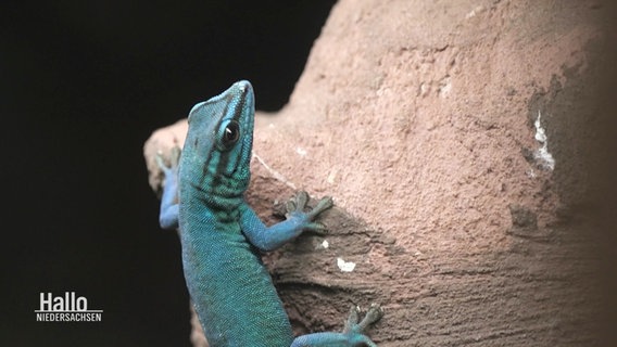 Ein himmelblauer Gecko. © Screenshot 