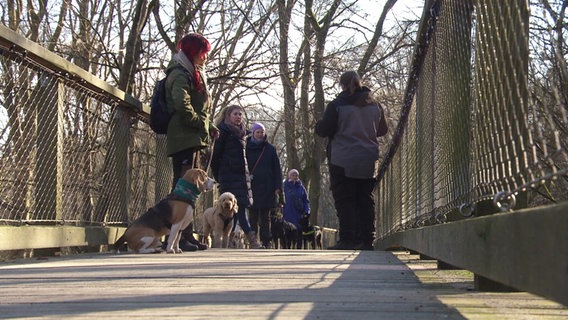 Menschen mit Hunden auf dem Baumwipfelpfad in Prora. © Screenshot 