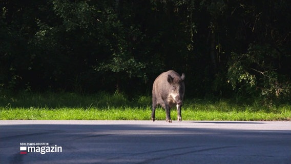 Ein Wildschwein auf einer Fahrbahn. © Screenshot 