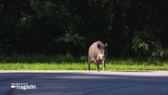 Ein Wildschwein auf einer Fahrbahn. © Screenshot 