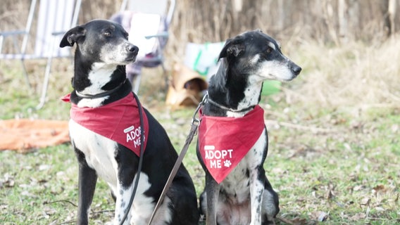 Zwei Hunde mit schwarz-weißem Fell sitzen nebeneinander auf einer Wiese und schauen interessiert nach links. Ihnen wurde eine rote Schärpe mit der Aufschrift "adopt me" umgelegt. © Screenshot 