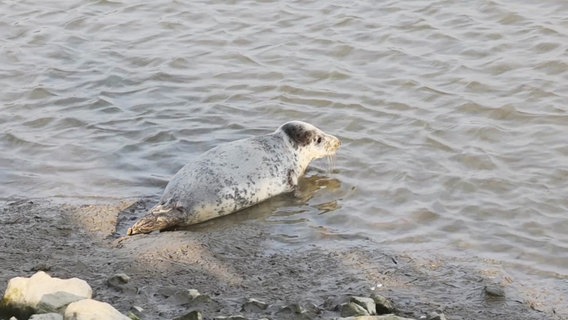 Ein Seehund auf dem Weg ins Meer. © Screenshot 