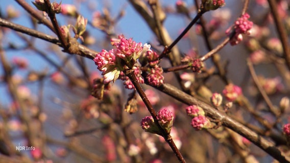 Die ersten Blüten an einer Pflanze. © Screenshot 