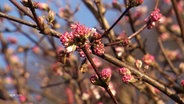 Die ersten Blüten an einer Pflanze. © Screenshot 