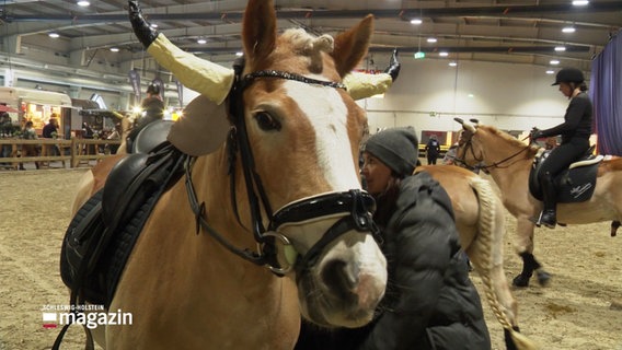 Ein Haflinger mit angehängten Hörnern. © Screenshot 