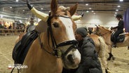 Ein Haflinger mit angehängten Hörnern. © Screenshot 