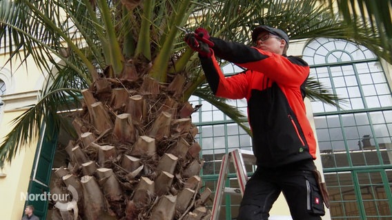 Eine Gärtnerin beschneidet eine Palme. © Screenshot 