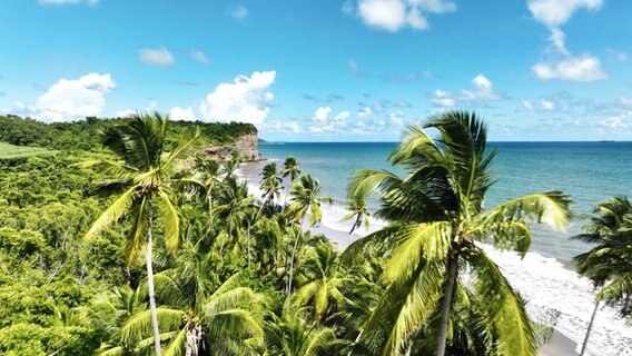 Palmenstrand auf Grenada © Screenshot 