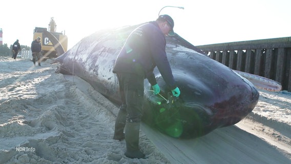 Ein verendeter Pottwal wird am Strand von Sylt untersucht. © Screenshot 