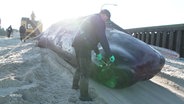 Ein verendeter Pottwal wird am Strand von Sylt untersucht. © Screenshot 