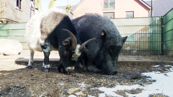 Ein Ziegenbock und ein Wildschwein sind auf der Suche nach Futter. © Screenshot 