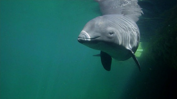 Ein Schweinswal im Wasser. © Screenshot 