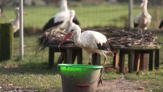 Ein Storch an einer Trinkstelle. © Screenshot 