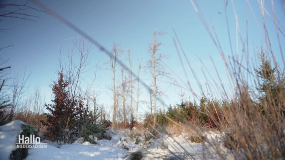 Froschperspektive: Im verschneiten Wald. © Screenshot 