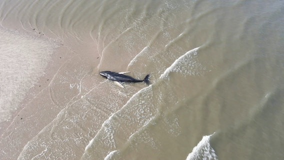 Ein toter Buckel-Wal liegt auf einer Sandbank © Screenshot 