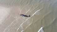 Ein toter Buckel-Wal liegt auf einer Sandbank © Screenshot 