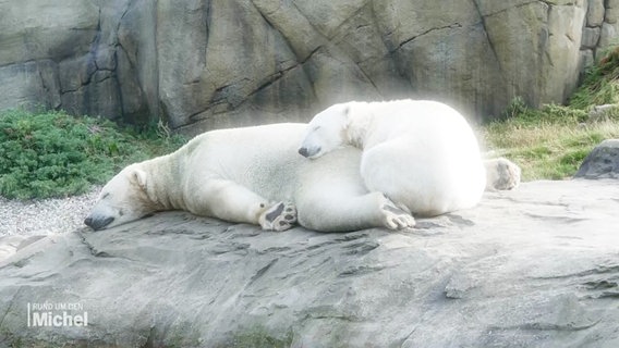 Zwei Eisbären liegen aneinander gekuschelt in einem Zoogehege auf einem Felsen. © Screenshot 