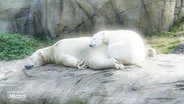 Zwei Eisbären liegen aneinander gekuschelt in einem Zoogehege auf einem Felsen. © Screenshot 