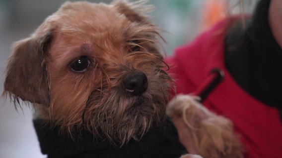 Ein kleiner Terrier-Mix auf dem Arm ainer Tierplegerin. © Screenshot 