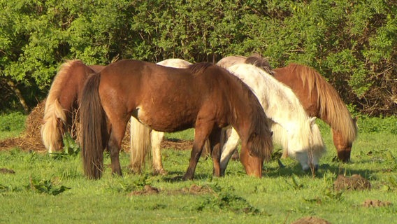 Islandpferde stehen auf einer Wiese und grasen. © Screenshot 