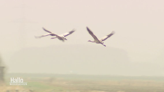 Kraniche im Flug über einem Feld © Screenshot 