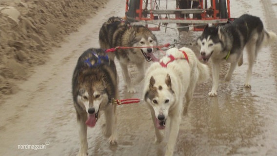 Ein Gespann Huskys zieht einen Hundeschlitten auf Rädern über nassen Sandboden. © Screenshot 