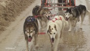 Ein Gespann Huskys zieht einen Hundeschlitten auf Rädern über nassen Sandboden. © Screenshot 