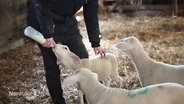 Eine Schäferin steht bei drei Lämmchen und füttert eines mit einer Flasche Milch. © Screenshot 