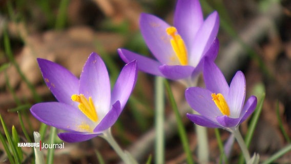 Blühende Krokusse © Screenshot 