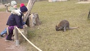 Ein kleines Kind steht vor der Absperrung der Känguru-Anlage. In der Anlage riecht ein kleines Känguru am Boden. © Screenshot 