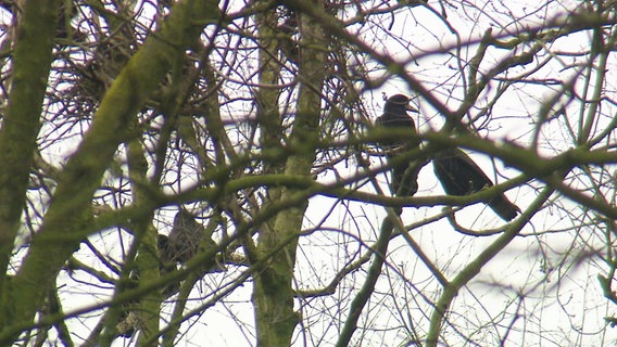 Zwei Saatkrähen sitzen auf einem Baum. © Screenshot 