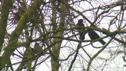 Zwei Saatkrähen sitzen auf einem Baum. © Screenshot 