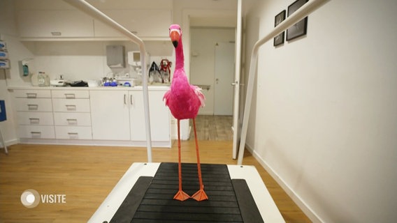 Ein Flamingo auf einem Laufband. © Screenshot 