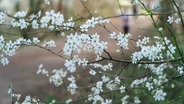 Die Blüten eines Baumes blühen. © Screenshot 