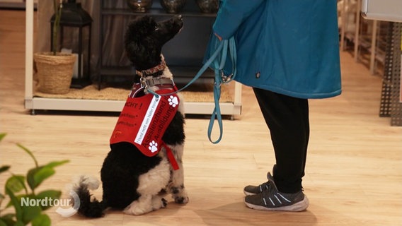 Ein Assistenzhund in Ausbildung macht "Sitz". © Screenshot 