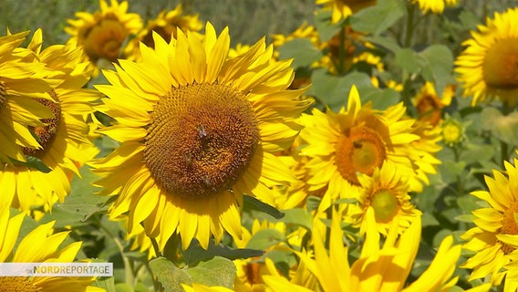 Sonnenblumen auf einem Feld. © Screenshot 