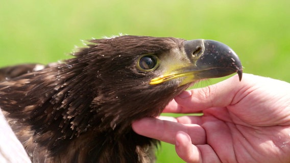 Seeadler wird gestreichelt © Screenshot 