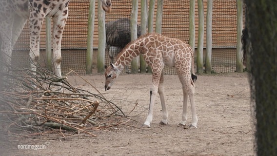 Eine kleine Giraffe steht vor einem Haufen Äste in einem Zoogehege. © Screenshot 