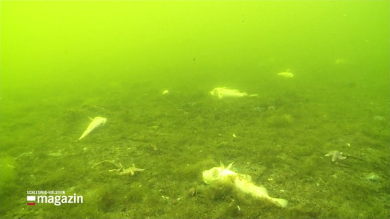 Algen, Fischkadaver und völlig verdrecktes Wasser. © Screenshot 