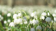 Nahaufnahme von einer Vielzahl von hellweißen Schneeglöckchen auf einer Wiese © Screenshot 