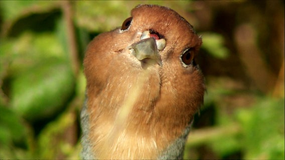 Rebhuhn in Nahaufnahme. © Screenshot 