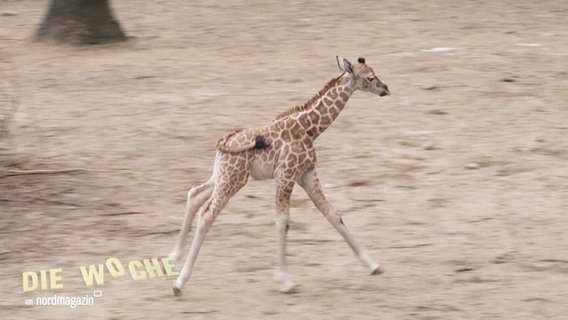 Ein rennendes Giraffenbaby © Screenshot 