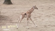 Ein rennendes Giraffenbaby © Screenshot 