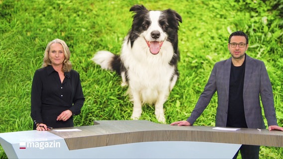 Harrier Heise und Christopher Scheffelmeier im Studio des Schleswig-Holstein Magazins. © Screenshot 