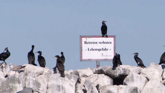 Ein Kormoran sitzt auf einem Schild mit der Aufschrift "Betreten verboten - Lebensgefahr." © Screenshot 